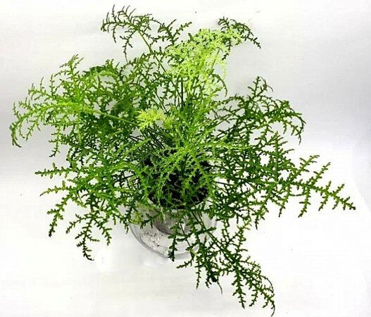 Это не аспарагус. Это душистая пеларгония  Р. Filicifolium  Материнское растение, о которого сегодня приобрела прекрасный черенок. 