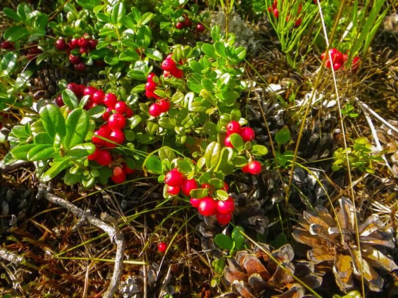 Cranberries (Vaccinium macrocarpon). Клюква стелющаяся. Как растет клюква в Венесуэле.