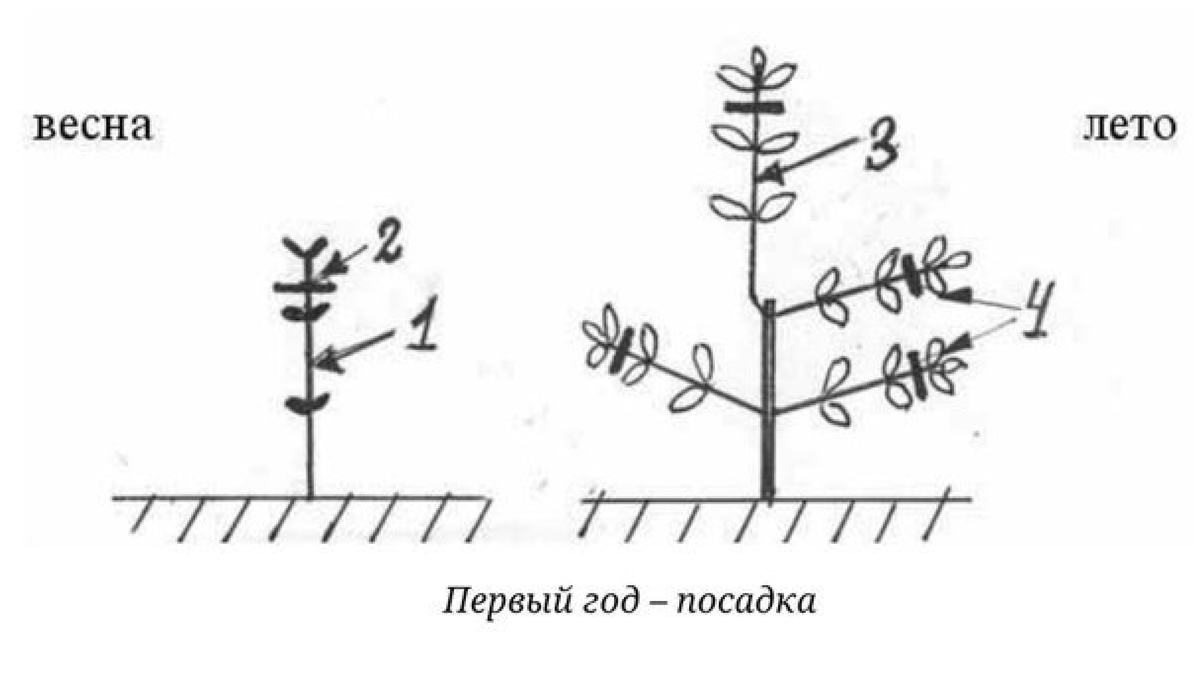 Схема обрезки гортензии