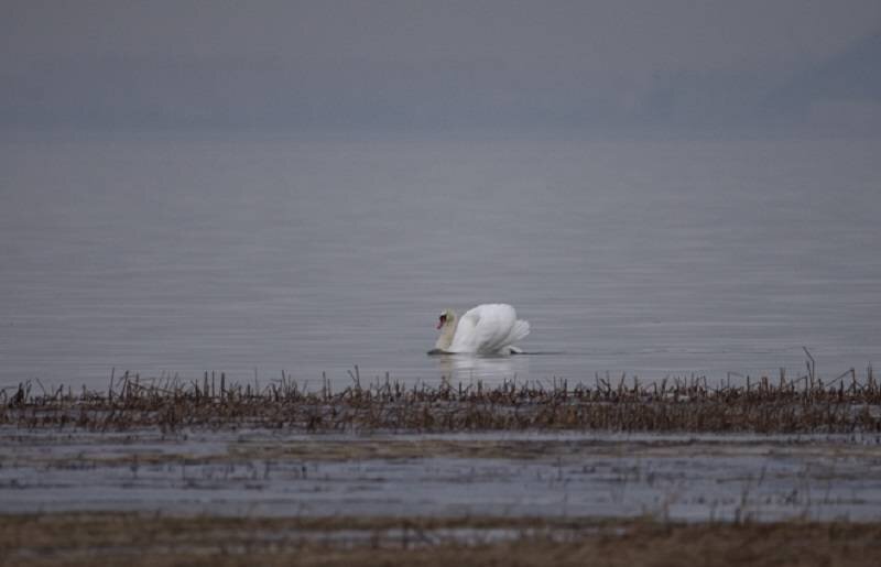 Эти птицы большую часть времени проводят на воде.  Фотограф Т. Ливеровская https://vk.com/id383092839