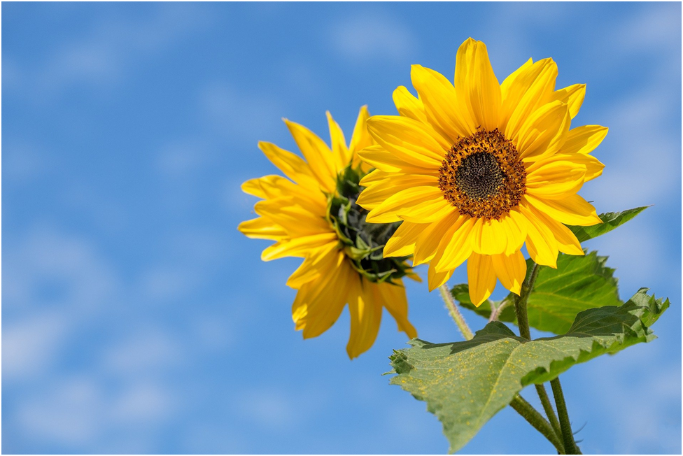 Найдено в интернете