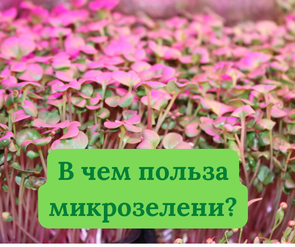 Микрозелень #ladygreen #сызрань