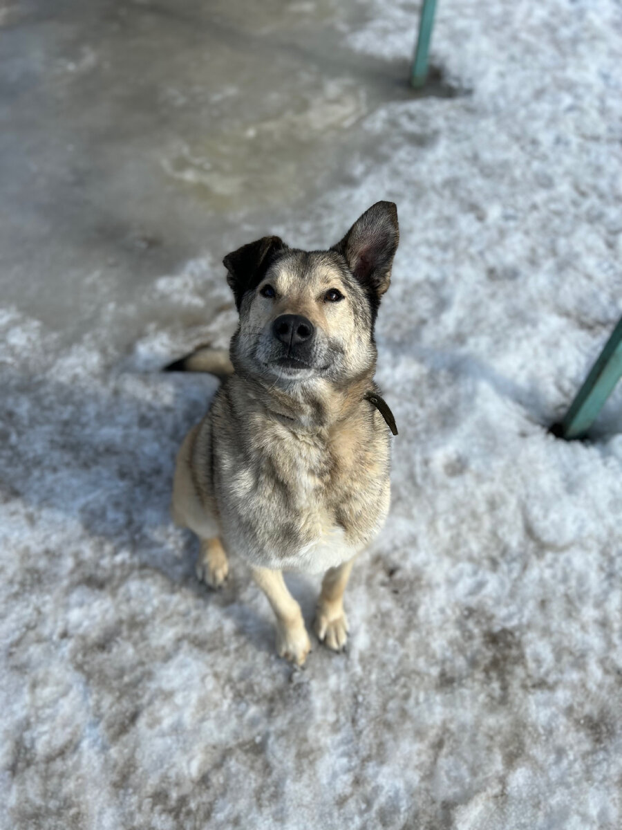 Рэй, приют Солнцево, ищет семью и дом❤️