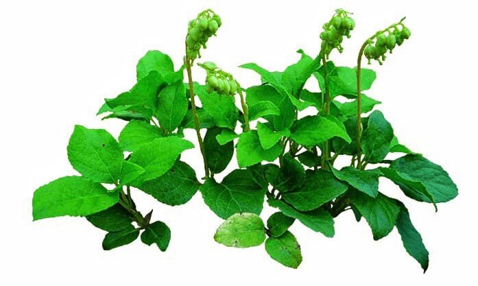 🌿БОРОВАЯ МАТКА В народной медицине она имеет много названий: материнка, боровушка, женская трава, матка от сорока болезней🌱оказывает противовоспалительным, противомикробным, противоопухолевое, рассасывающее, обезболивающее и мочегонное действие, поддерживает иммунитет.Препараты из этой травы способны увеличивать функциональную активность матки и придатков,а значит, улучшать работу репродуктивной системы в целом, а от репродукт/системы зависит наша красота и молодость
И даже если женщина абсолютно здорова, то боровая матка укрепит здоровье, наполнит матку еще большей силой!