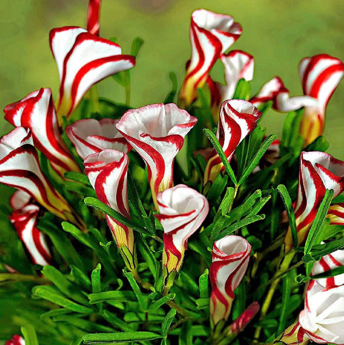 Карамельки на ветке