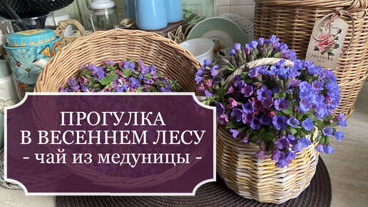 Прогулка в весеннем лесу - сбор медуницы для чая