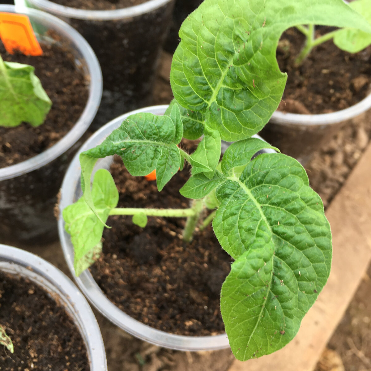 Томат-гном. Вот такие у гномов интересные картофельные листья.