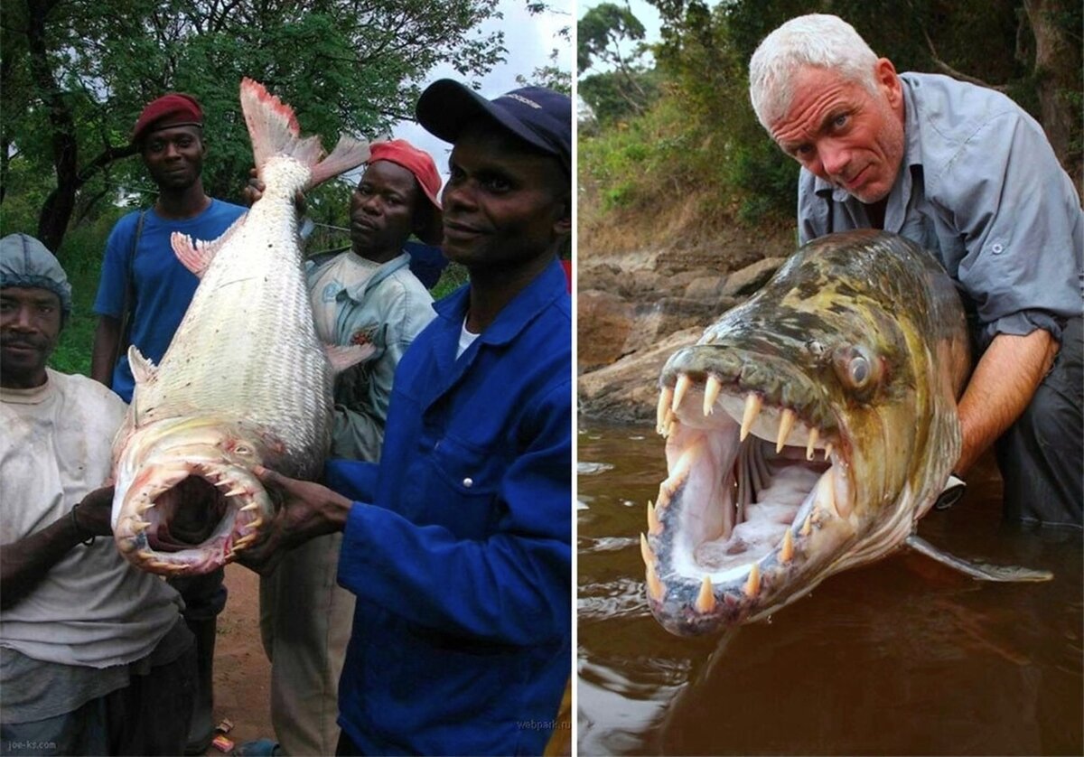 Нападения рыба. Большая тигровая рыба Hydrocynus Goliath. Речные монстры тигровая рыба Голиаф.