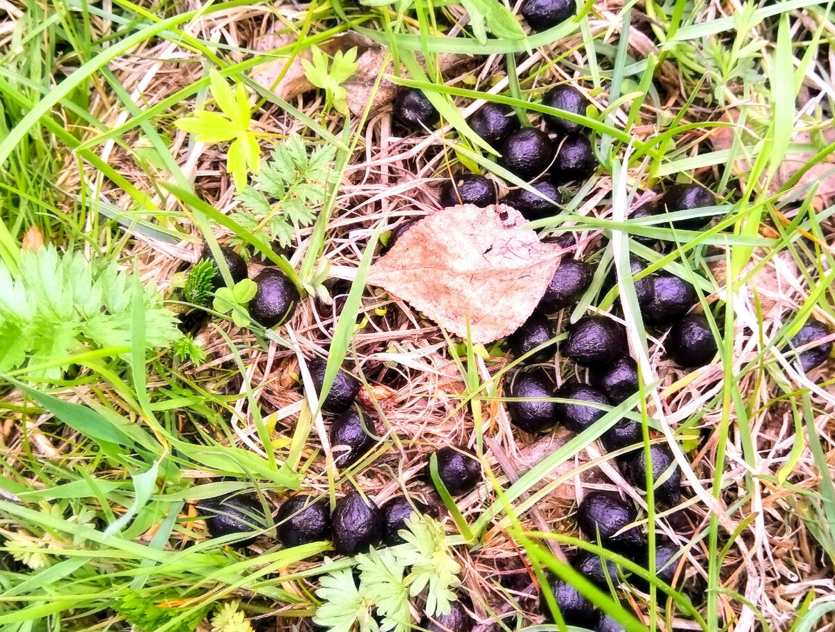 Козий горох