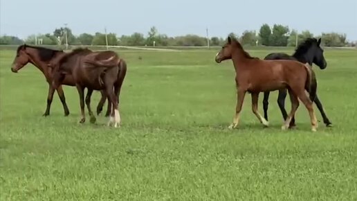 Tải video: Лошади астраханских степей. Все хозяйские, но на самовыпасе.