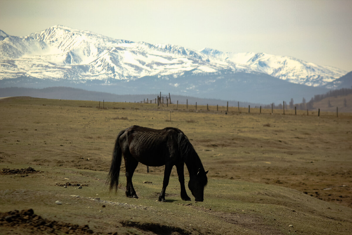 Улаганское плато. Фото автора 