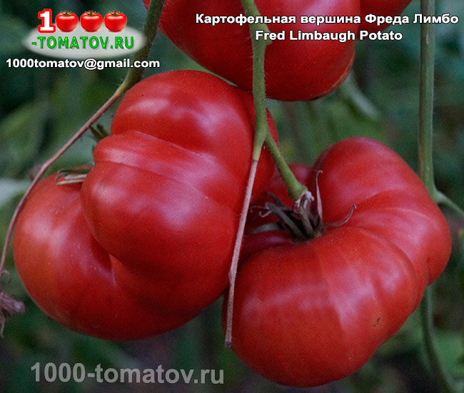Томат Картофельная вершина Фреда Лимбо  Fred Limbaugh Potato Top фото 2
