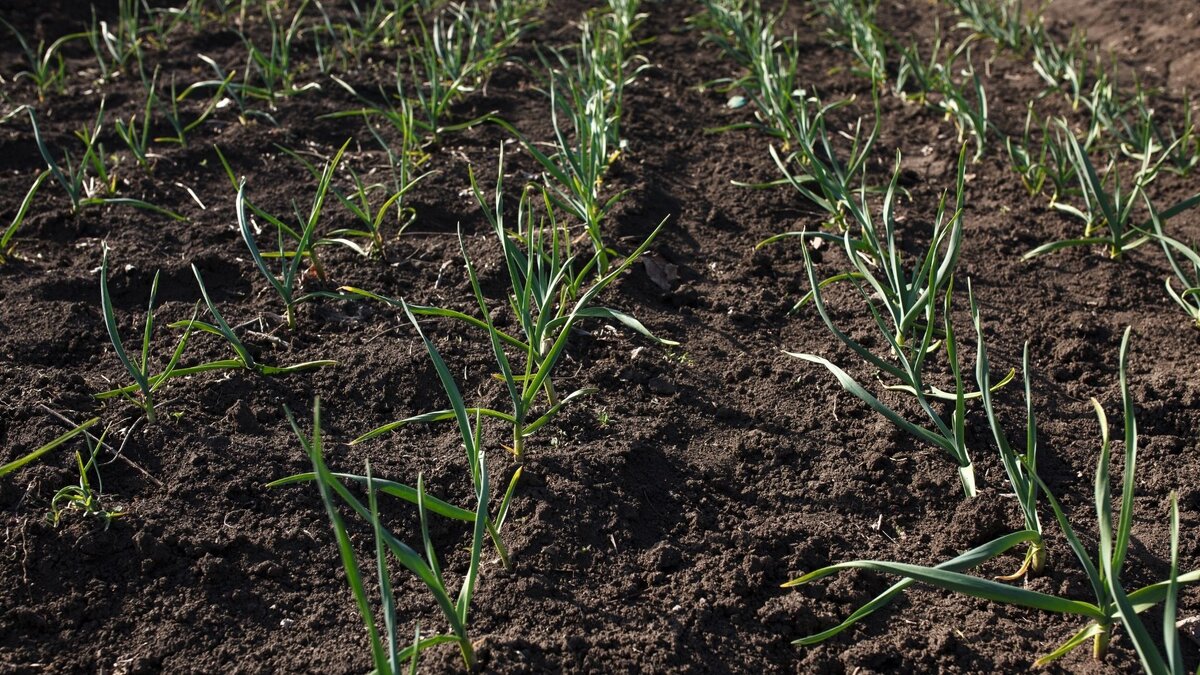 Посадка ярового чеснока в открытый грунт