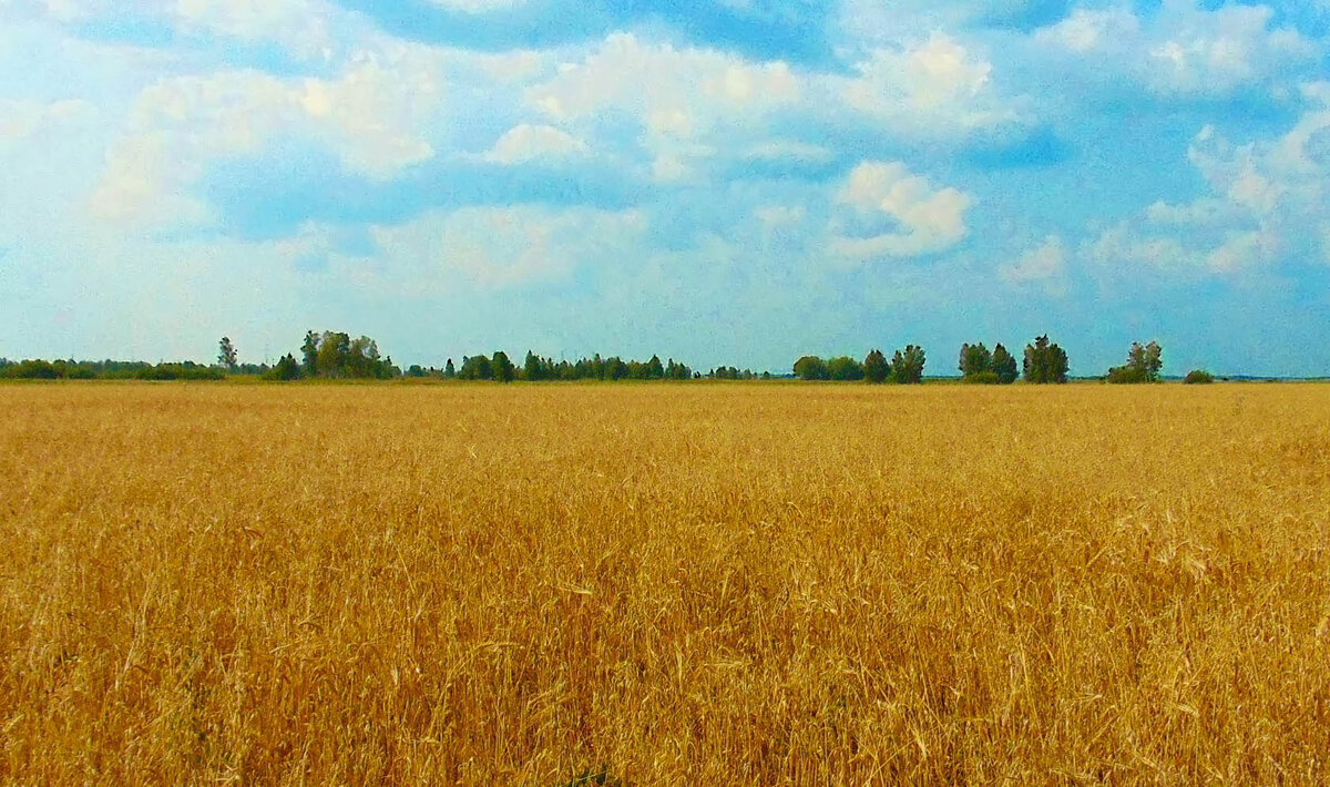 Пшеничные поля