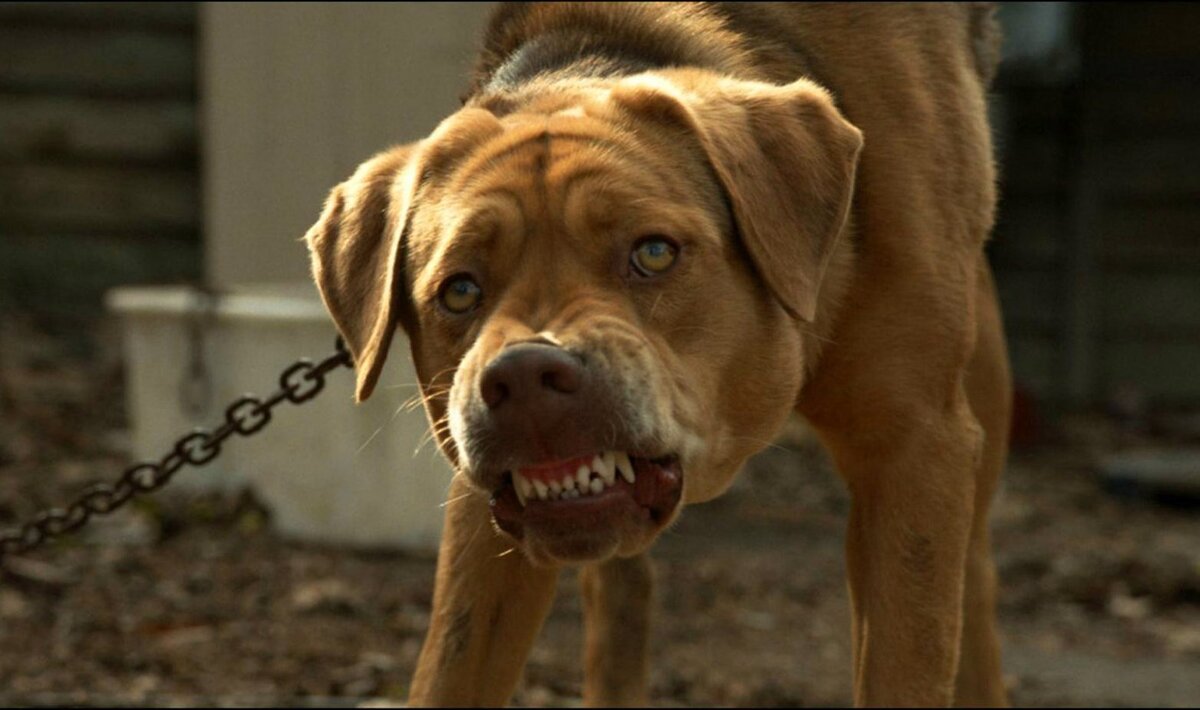 Кадр из киноленты "Белый Бог/Fehér isten"