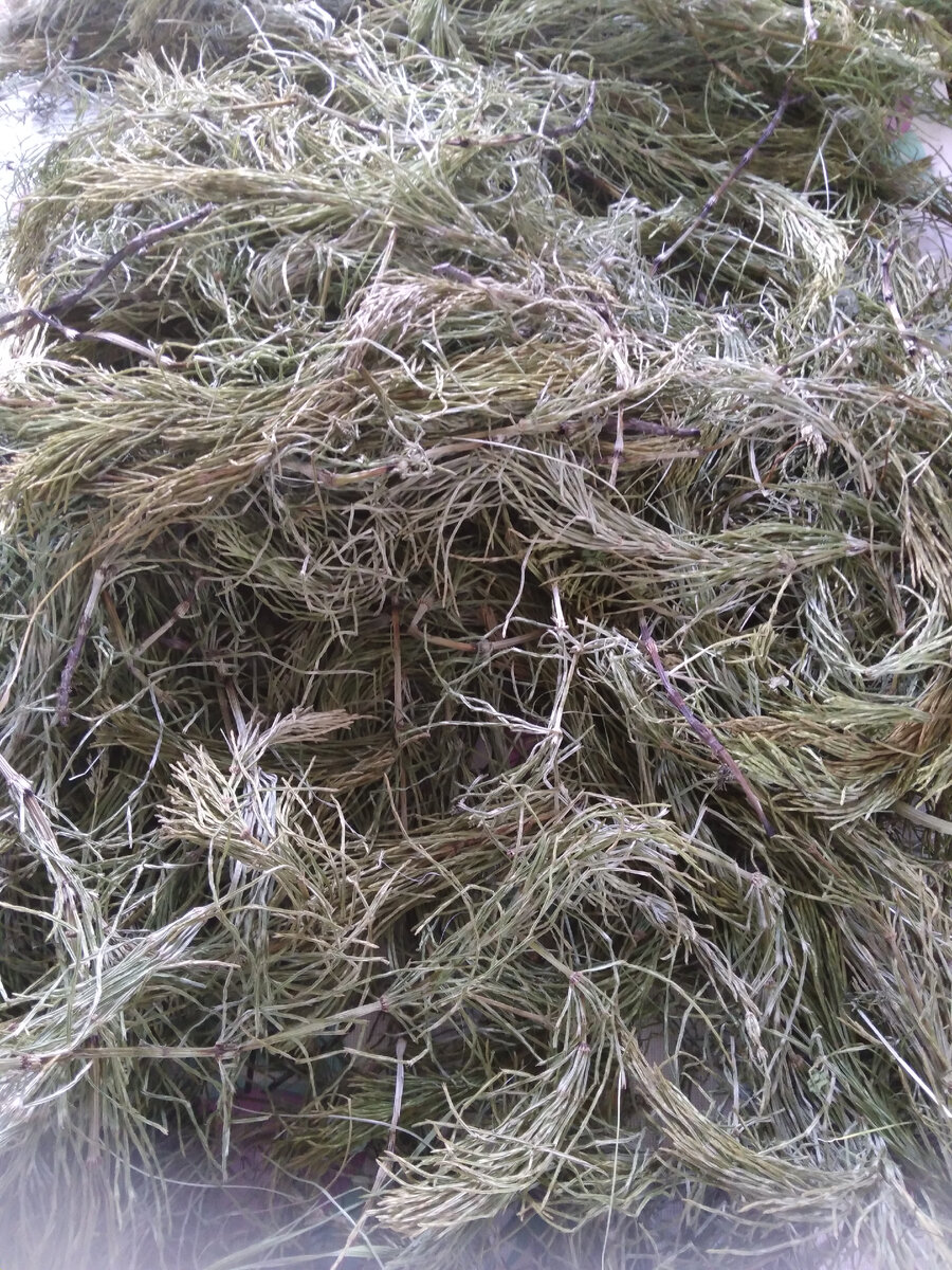 Вот этот хвощь я сушила много дней