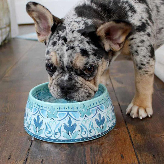 TARHONG Миска для животных "Gibraltar", бирюзовая с рисунком, 590 мл