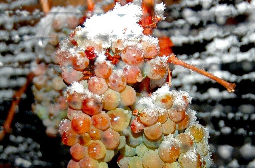 Замороженная гроздь винограда сорта Рислинг.
