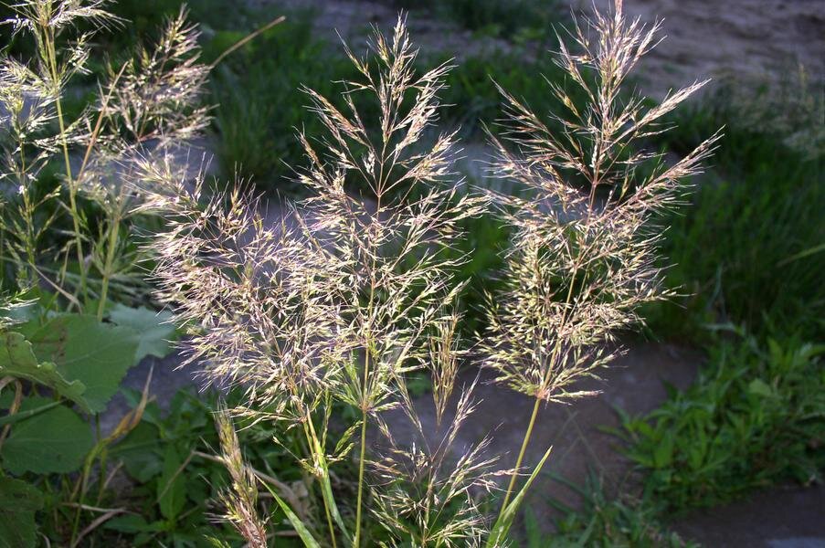 Фото взято для иллюстрации с сайта flora-don.sfedu.ru