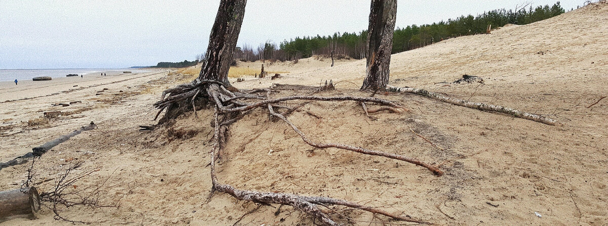 Корни тех самых сосен. Обрубленные(((