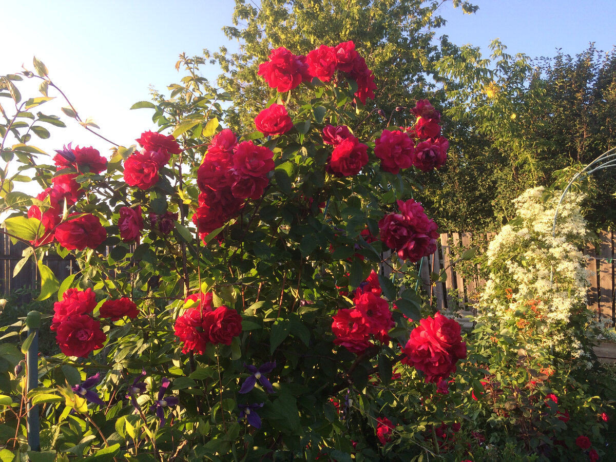 Роза Фламентанц является украшением моего сада и источником положительных эмоций для меня