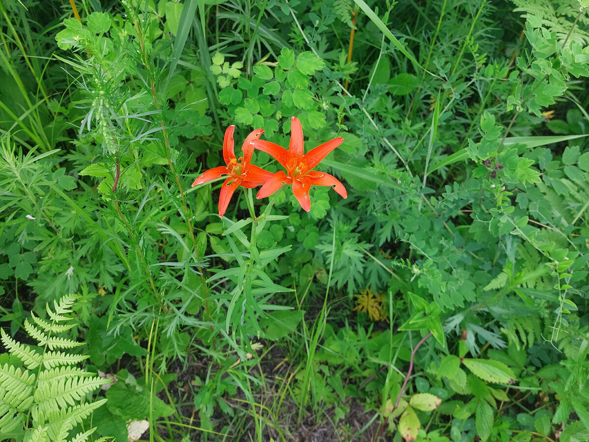 Цветы были просто повсюду!