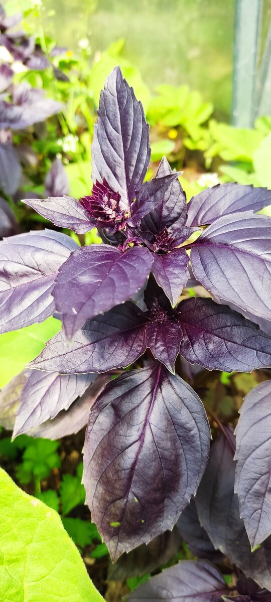 Фиолетовый базилик даёт прекрасный аромат. 