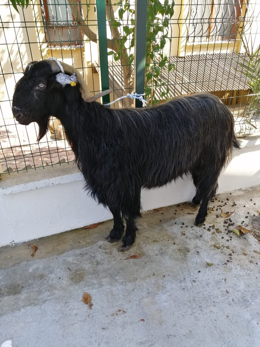 Жертвенный баран