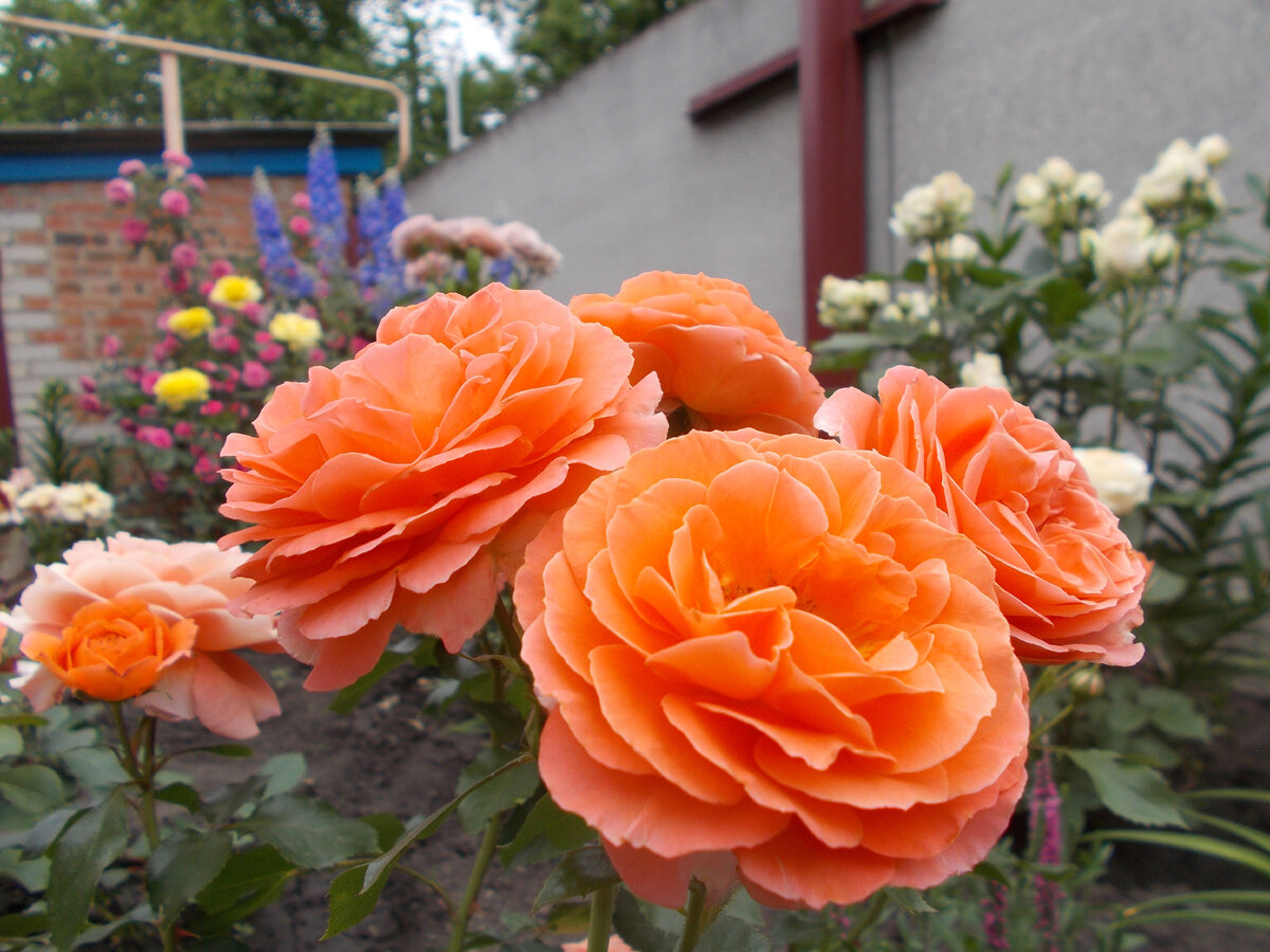 флорибунда Meilove Orange (Оранж Мейлов)
