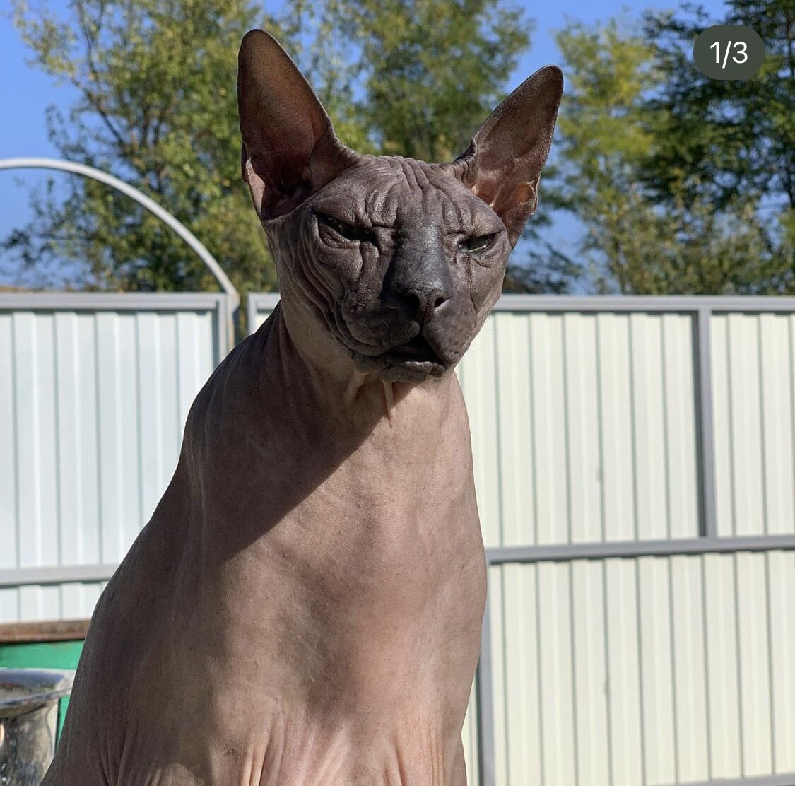 Наш кот Макс, который приехал с нами из Москвы