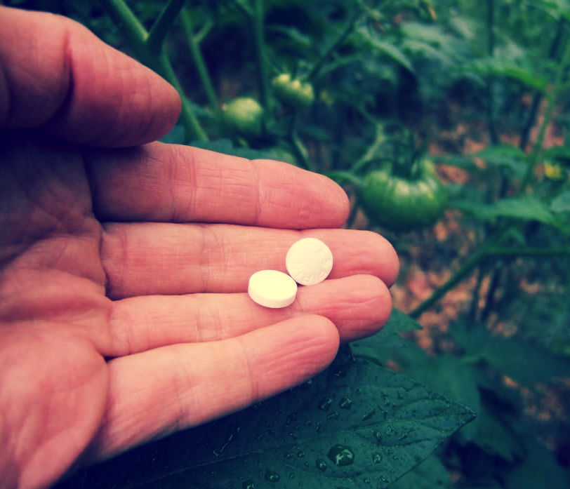 Аспирин для томатов