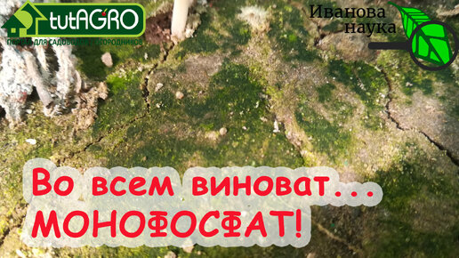 Descargar video: 3 причины роста МХА на вашем участке. Одна из них - ОПАСНАЯ! Как избавиться от мха в огороде.