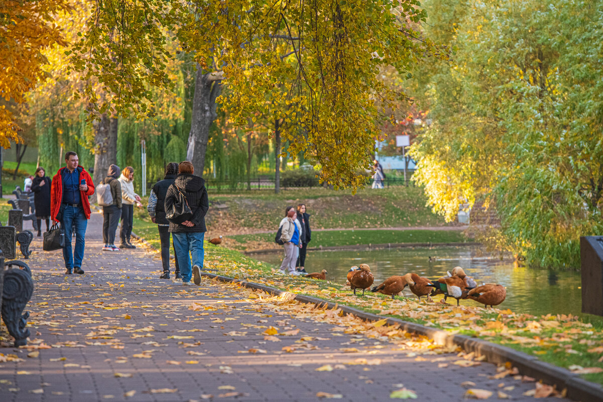 Москва территория МГУ осень сквер