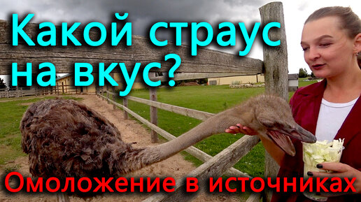 Вкус страуса. Глазунья из страусиного яйца. Страусиная ферма великолепный страус. Мясо из страуса. Приготовленное мясо страуса.