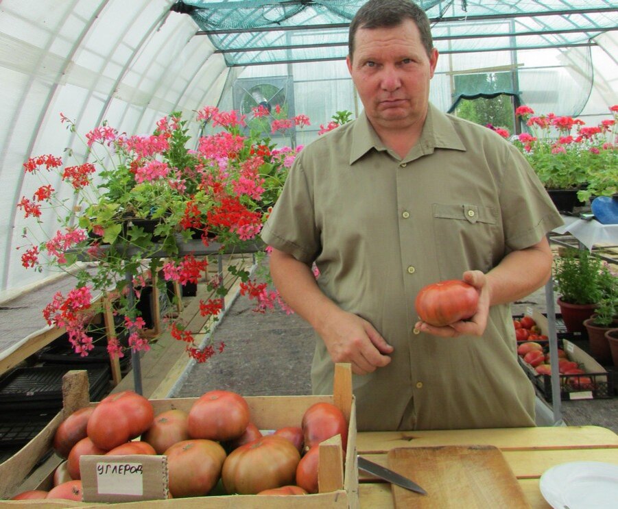 Томат углерод отзывы. Томат carbon. Томат carbon. Томат углерод отзывы. Томат жаркие угли.