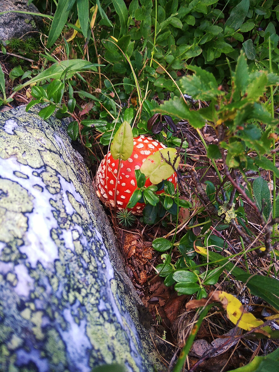 Растительность при подъёме к Малому Иремелю