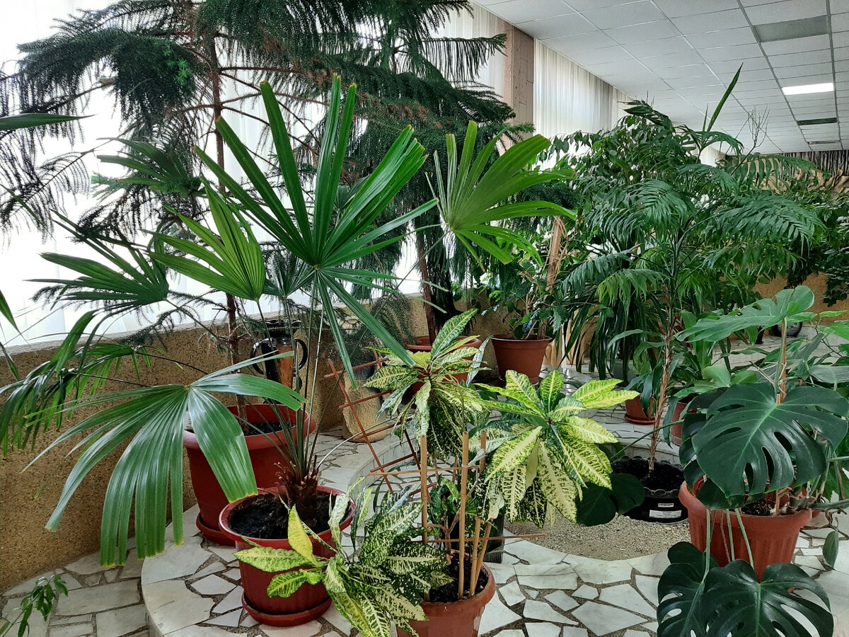 Публичная библиотека Новоуральска, зимний сад, фото автора