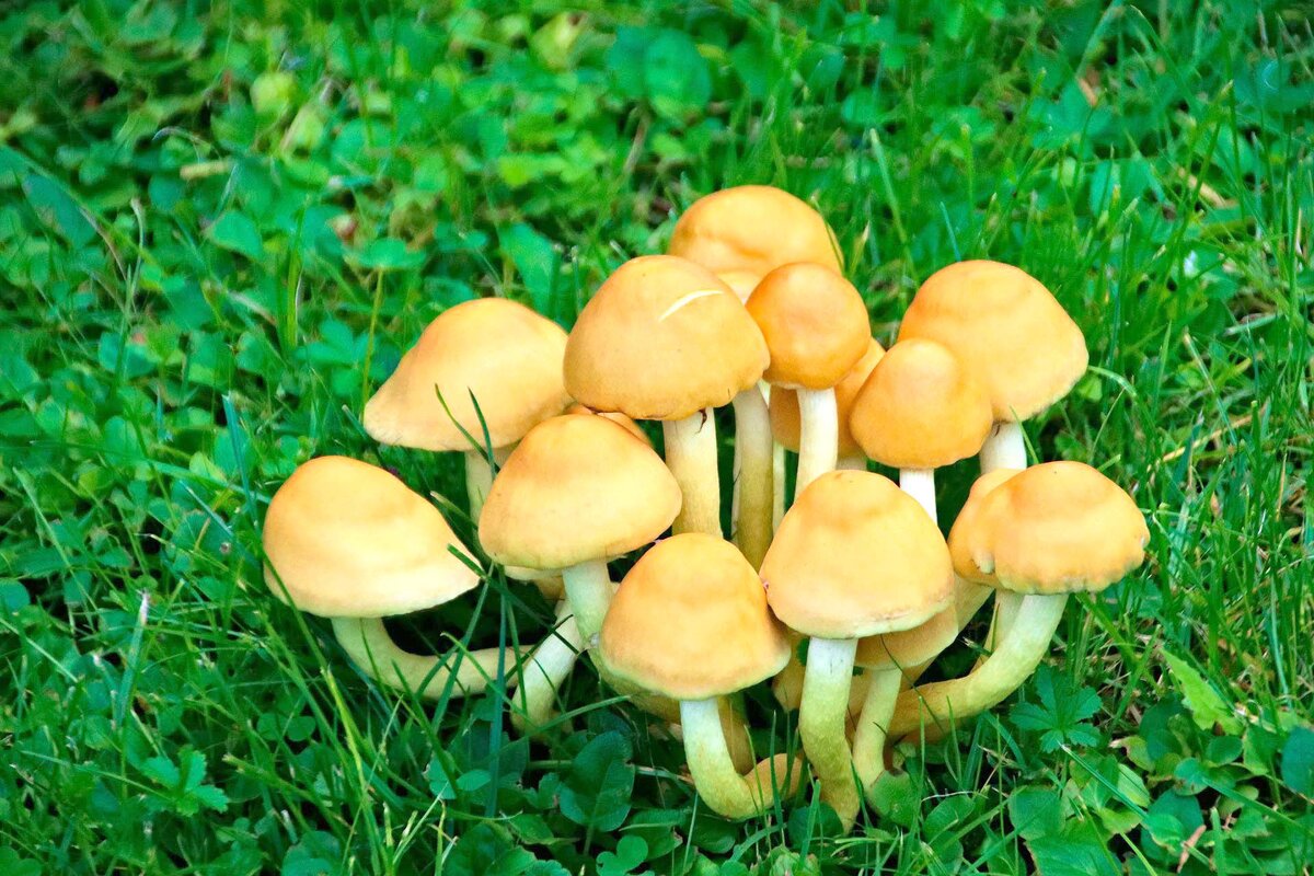 Фото: pixabay.com