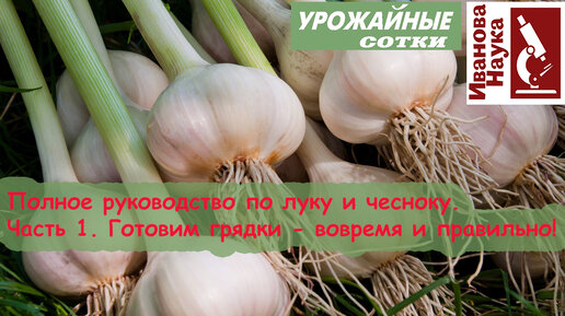 Хитрая посадка чеснока и лука для большого урожая - годится и для поздних сроков посадки. ЕЩЕ НЕ ОПОЗДАЛИ!