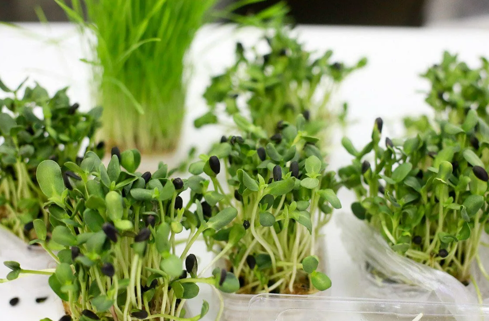 Фотография взята из источника sovet.boltai.com