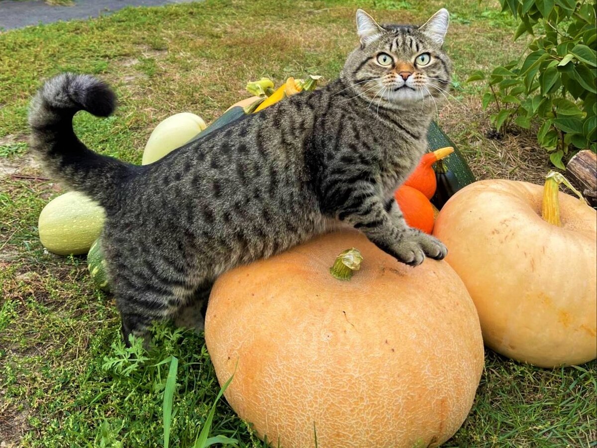 Смешные кошки. Источник фото: vk.com/this_amazing__world