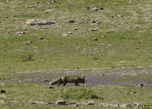 Обыкновенная лисица (Vulpes vulpes) ловит сазанов (Cyprinus carpio) 
Jorge Tobajas & Francisco Díaz-Ruiz / Ecology, 2022