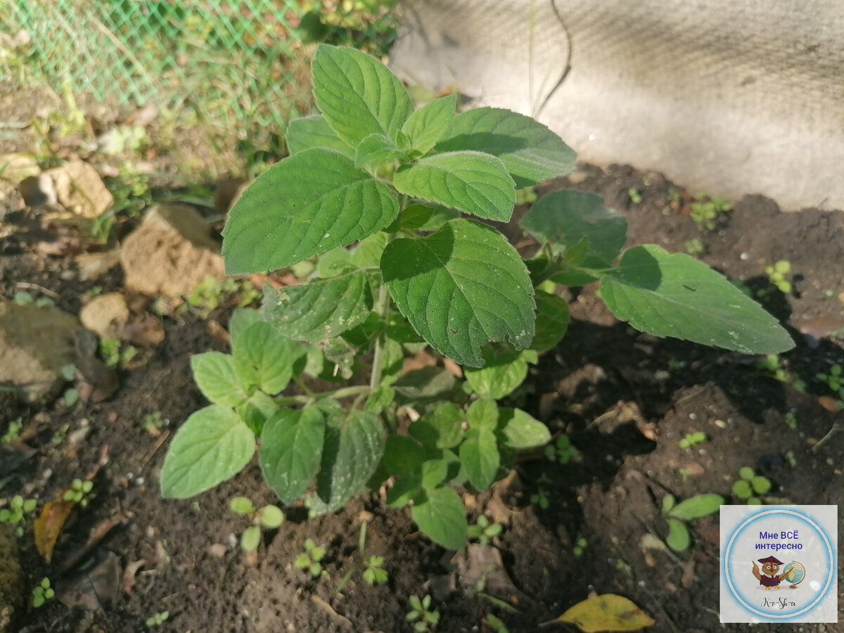 Вот такая мята у меня в начале октября.