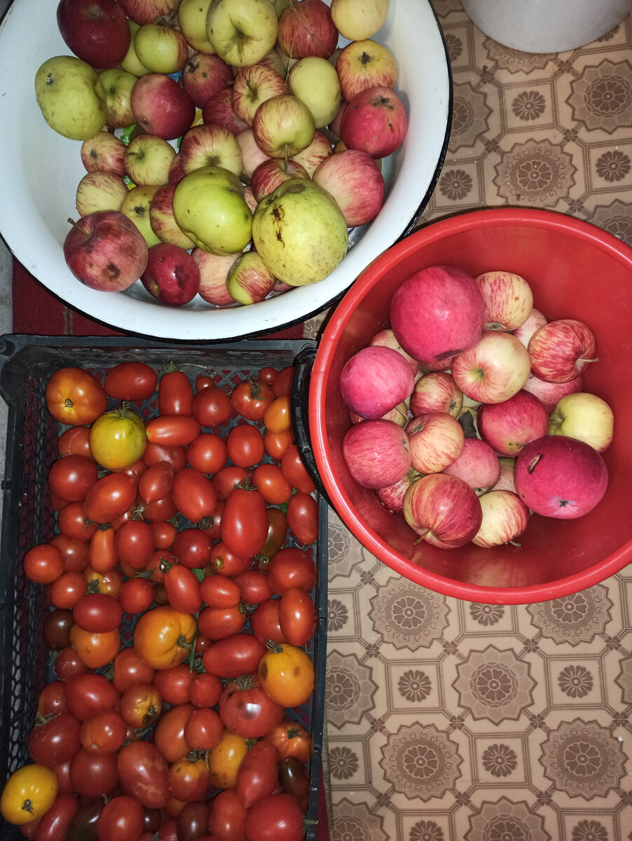 Фото автора. Яблоки и помидоры