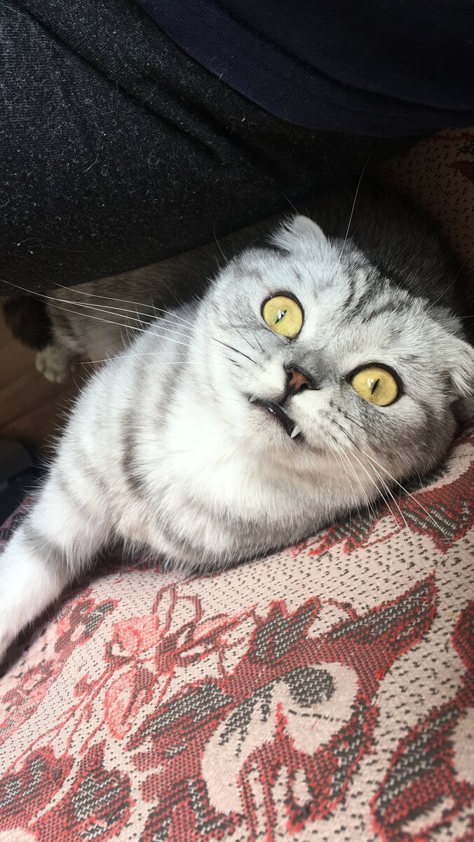 дааа, такие усы Ржевскому и не снились!