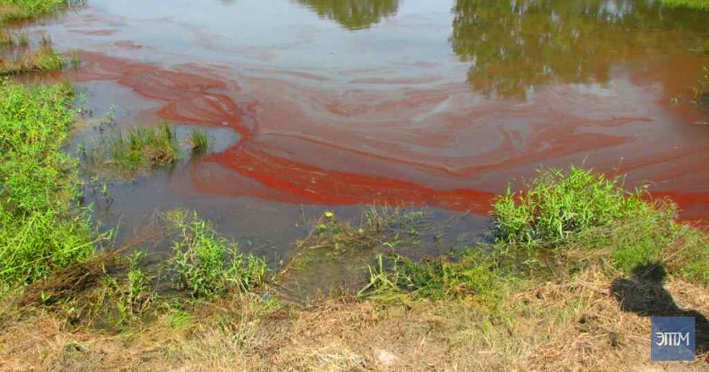 Водоросли Euglena sanguinea.