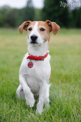    Джек-рассел-терьер 123RF/legion-media.ru