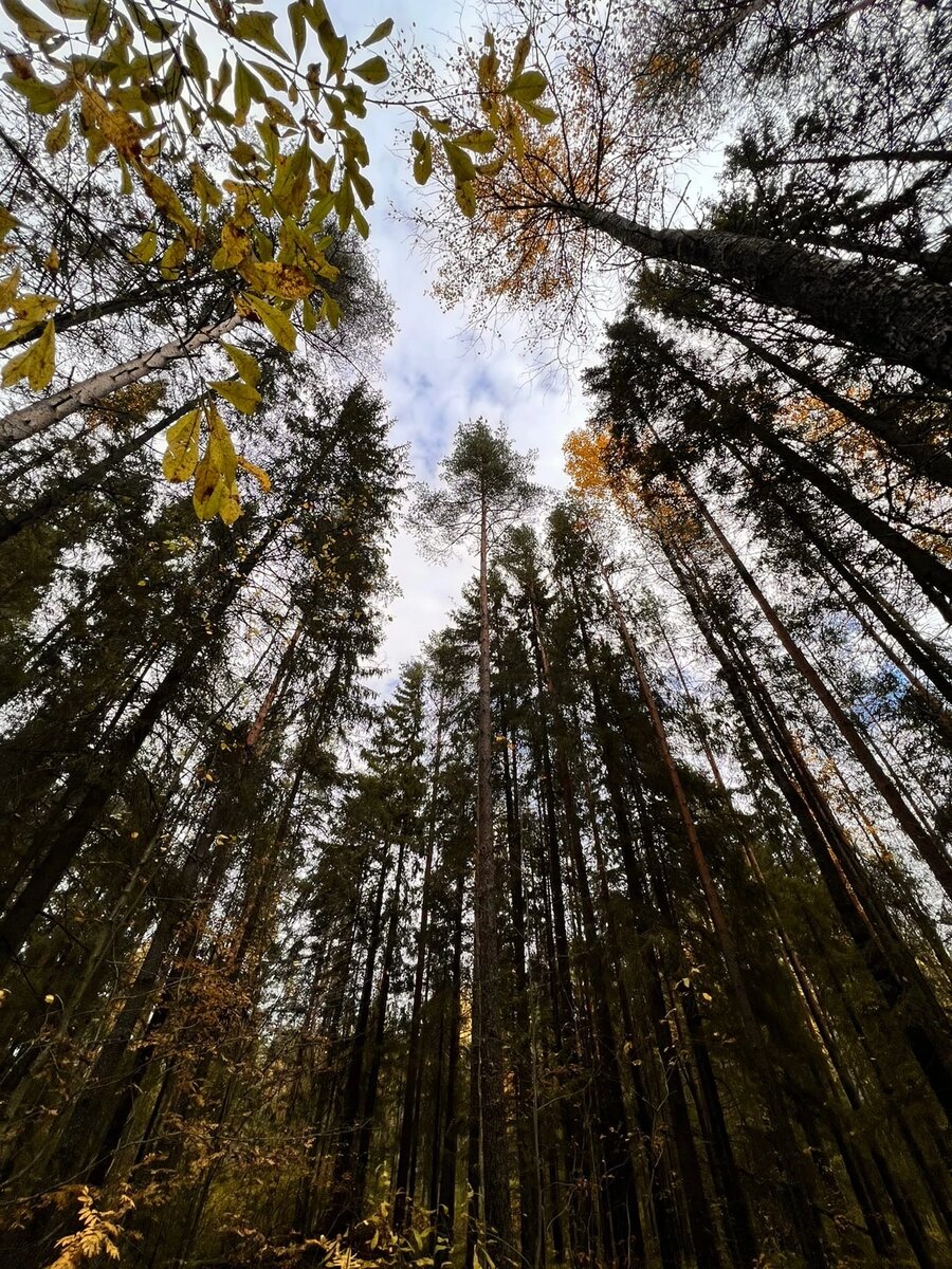 Осеннее небо тяжёлое...висит на макушках сосен.