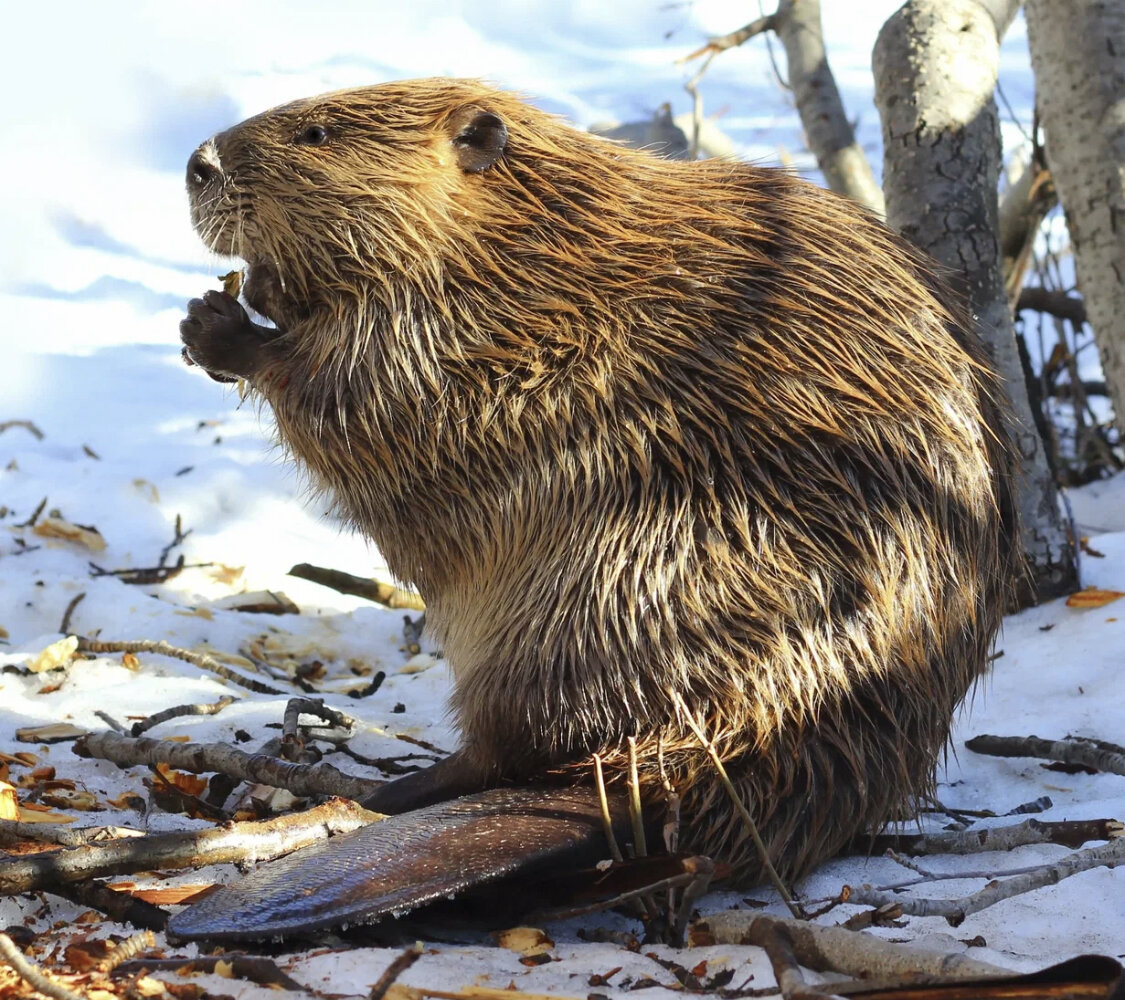 Вот он, гроза деревьев