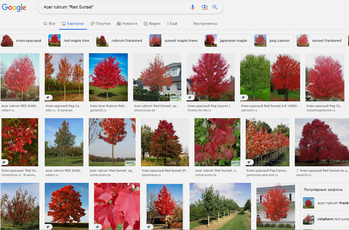 Сайты московских питомников. Acer rubrum (клен красный) 'Red Sunset'. Клен красный Red Sunset. Клен красный рубрум фото. Клен красный (Возраст 5 лет) какова высота.
